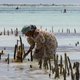 Seaweed farmer