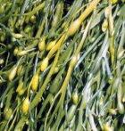 Seaweed farms are successful in some areas of Africa