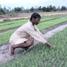 Seed planting in Madagascar