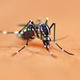 GM trials slash dengue mosquito numbers