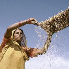 An Indian women sifting grain