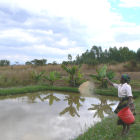 Feeding fish at a smallholding, Malawi