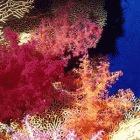Soft corals