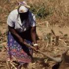 The report shows how countries in Africa are adapting to climate change