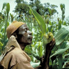 Sorghum farmer in Burkina Faso