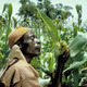 Sorghum farmer in Burkina Faso