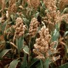 Sorghum, a source of biofuel