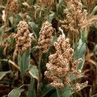 The project aims to boost nutrient levels in sorghum, a major crop in Africa