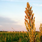 Sorghum