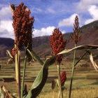 Sweet sorghum, a crop that can be used to produce bioethanol