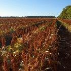Sorghum crops require less water than corn