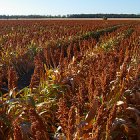 Sorghum