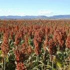 Sorghum, a source of bioethanol