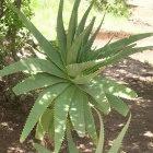 South African plants