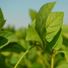 Planta de soya