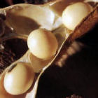 Granos de soja