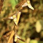 Soybeans are particularly susceptible to high levels of ozone