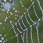 Dew on a spider