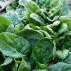 Folic acid is found in leafy greens like spinach