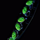 Spirogyra under the microscope