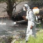 Disinfecting the site where poultry thought to be infected with bird flu were burned and buried