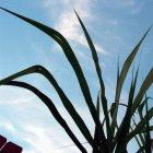 La caña de azúcar es una fuente de biocombustibles em América Latina