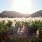 Biofuels can't be regarded collectively, says the report