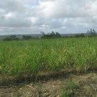 Sugar cane requires less fertilizer than other biofuels