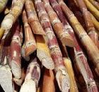 Brazil has been producing ethanol from sugarcane since the 1970s