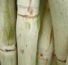 Brazil produces ethanol from sugarcane