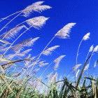 Africa wants to both preserve and exploit its genetic resources