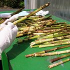 Sugarcane