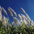 Sugarcane