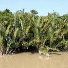 The Sundarbans delta