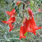 Sutherlandia frutescens