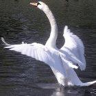 People in Azerbaijan are thought to have caught H5N1 from wild swans