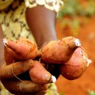 Sweet potatoes