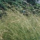 Tall fescue is grown as a forage crop in many parts of the world
