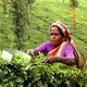 Woman plucking tea leaves