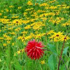 Temperate zone flowers