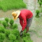 Rice field in Thailand