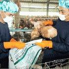 Efforts should focus on preventing a pandemic flu virus emerging, say researchers