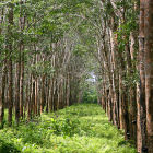 Thailand rubber plantation