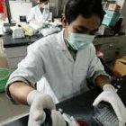 A lab technician in Thailand checks poultry samples for the H5N1 virus