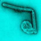 The H5N1 virus