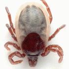 Ticks and other bloodsucking animals transmit a variety of parasites to people and livestock