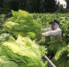 Farmer and tobacco plants