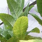 Tobacco plant