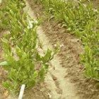 The researchers say their GM tobacco could be used to remove toxins from soil
