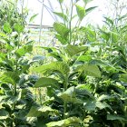 Tobacco plants